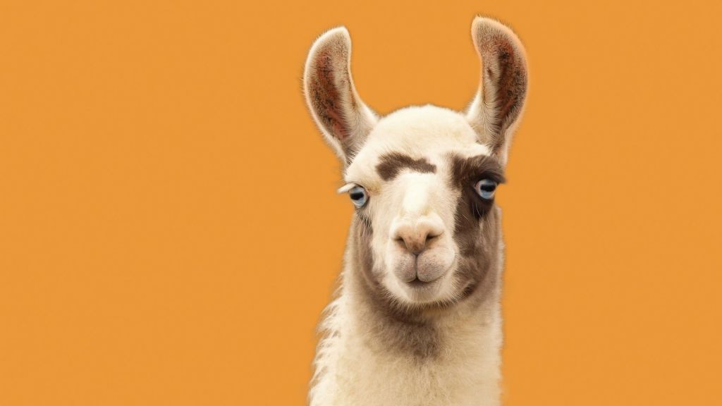 \"living-with-lamas-tips-for-camelid-companionship\"